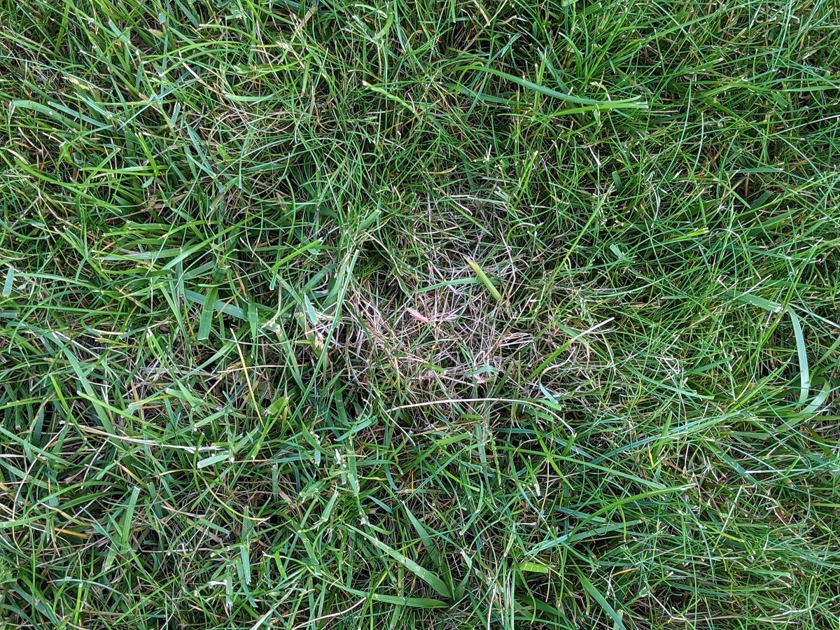 Red Thread Lawn Disease 4