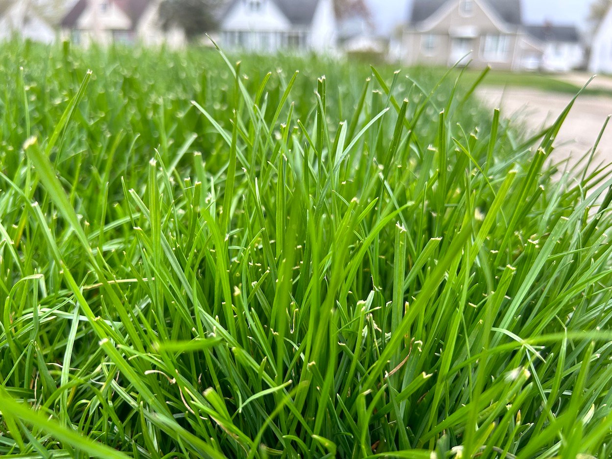 Results from a dull mower blade