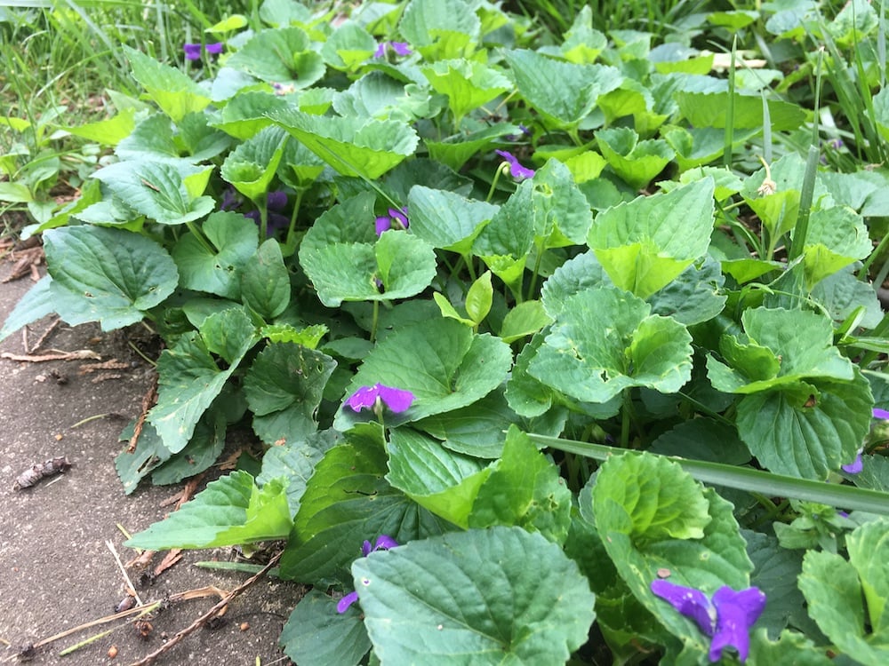 Wild violets 2
