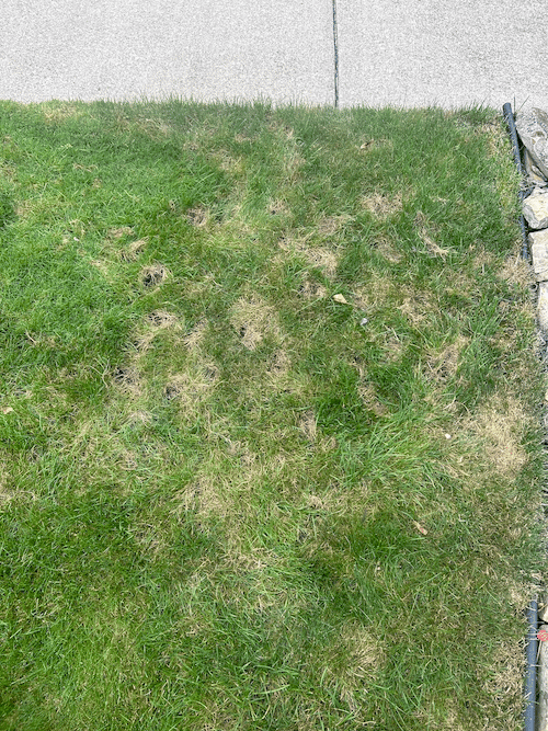 animal digging looking for grubs on lawn