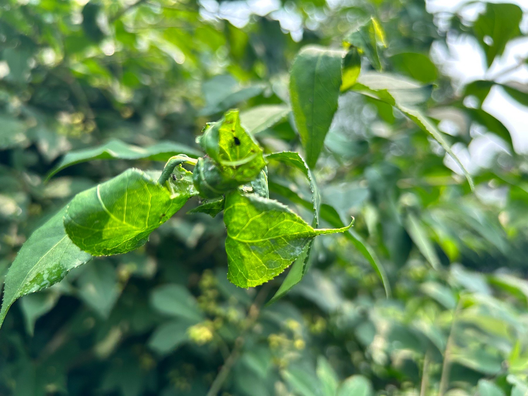 aphid damage on leaves 1