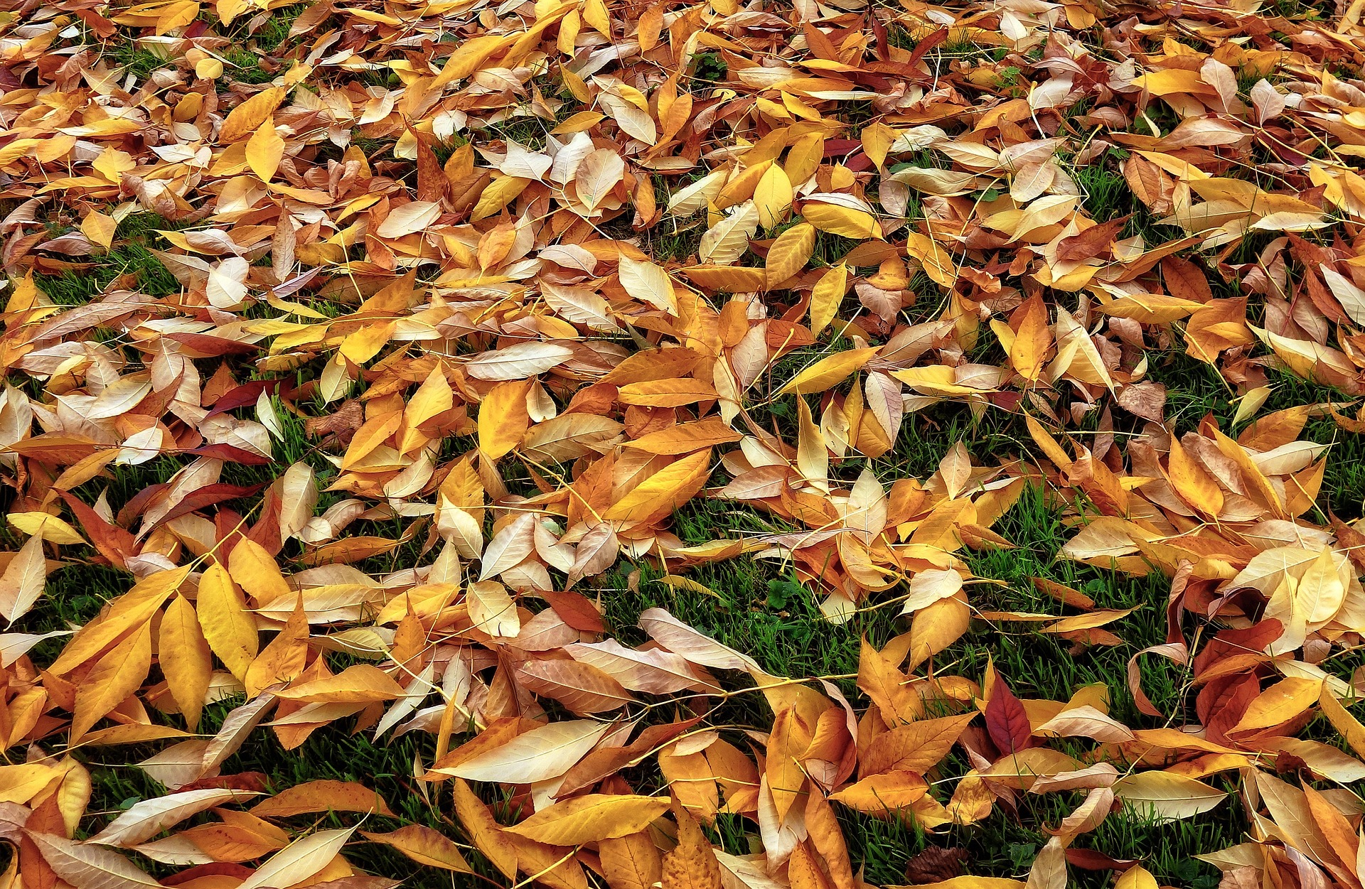 autumn-leaves-gf6d30244f_1920