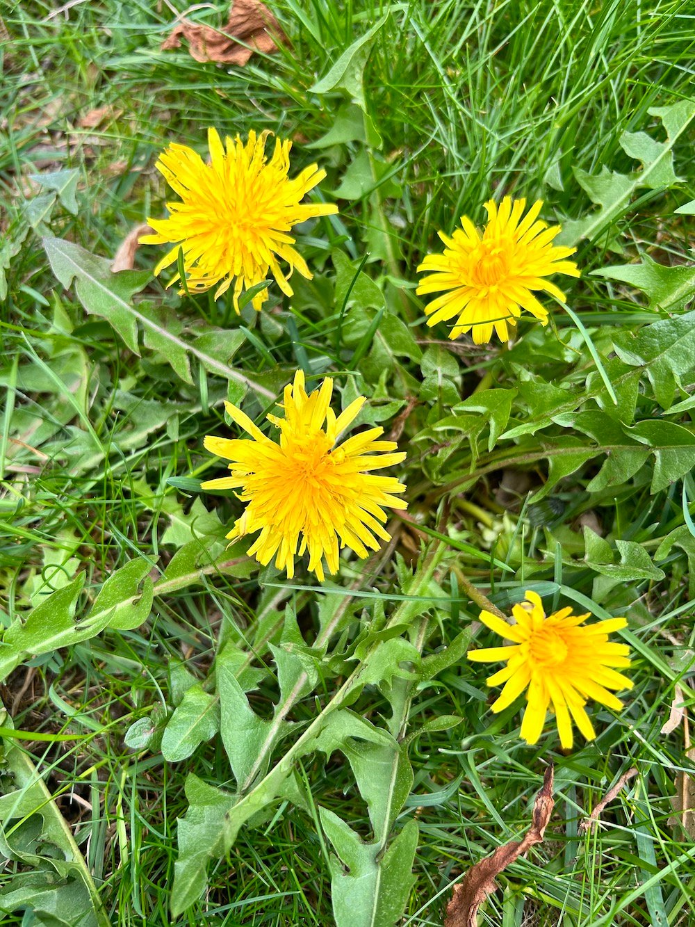 close up of dandelions in lawn