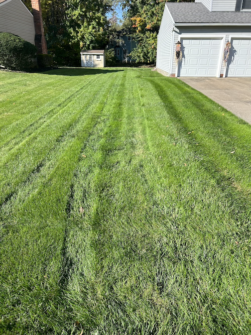 green grass in front yard 1-1