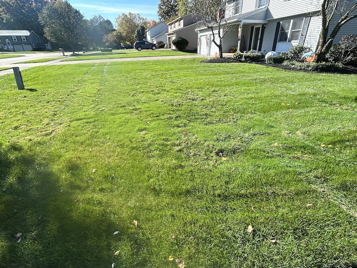green lawn in front yard 