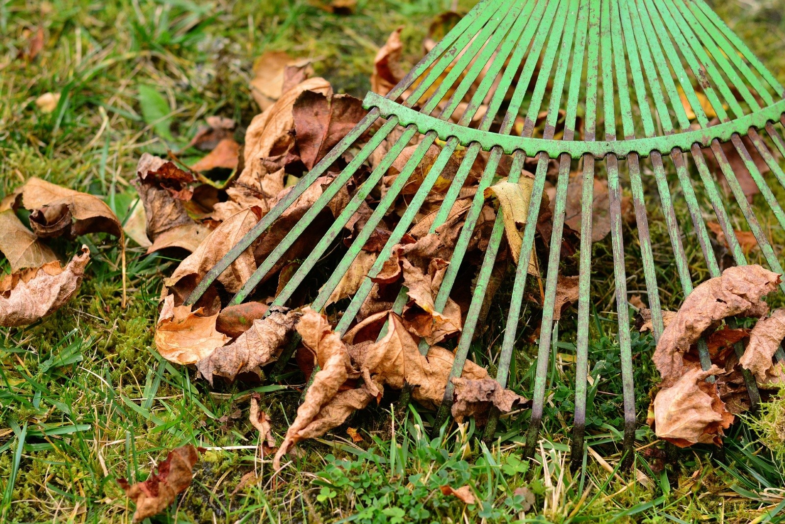 Fall leaves on the grass 