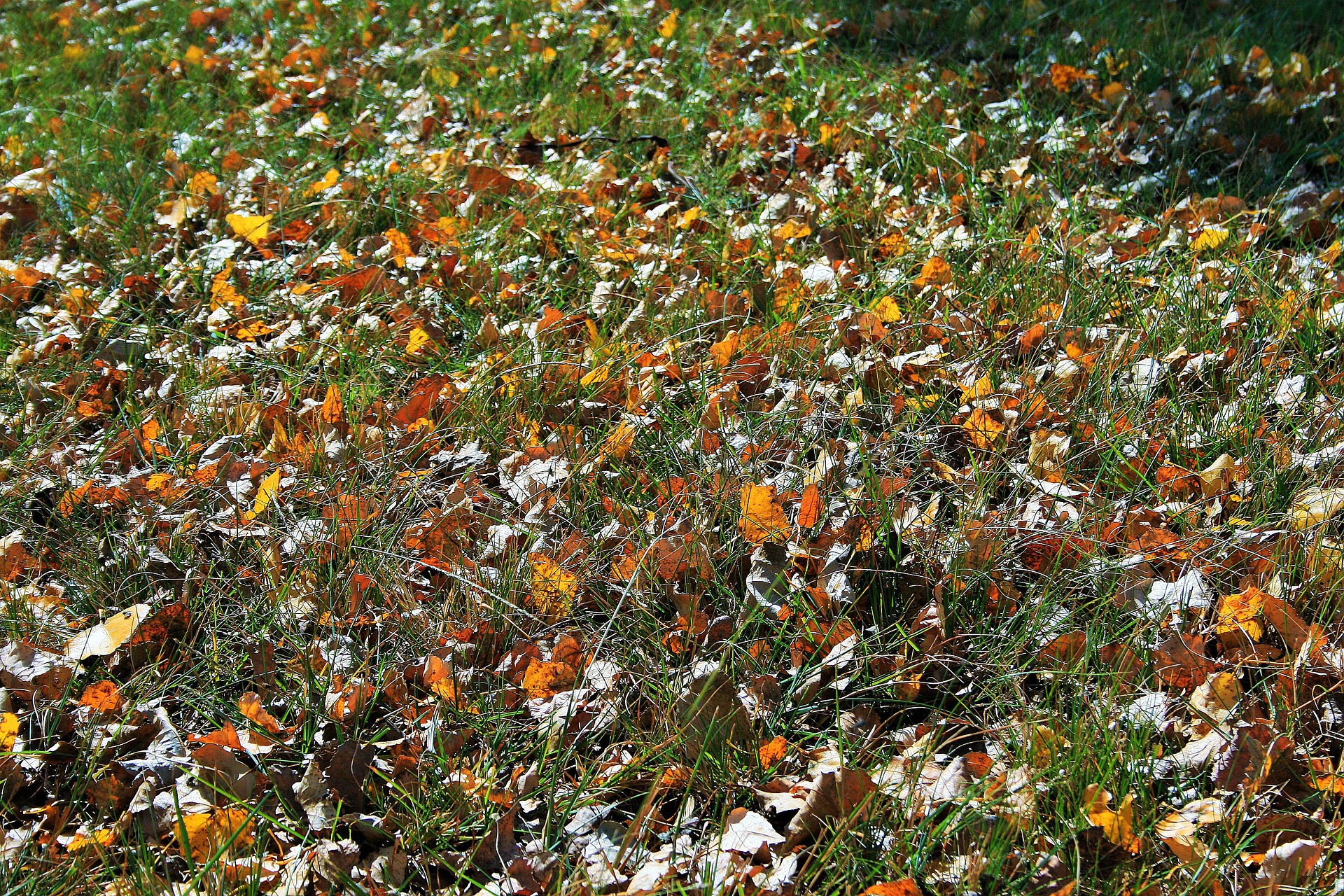 leaves-on-lawn-g8cb6aa0ac_1920
