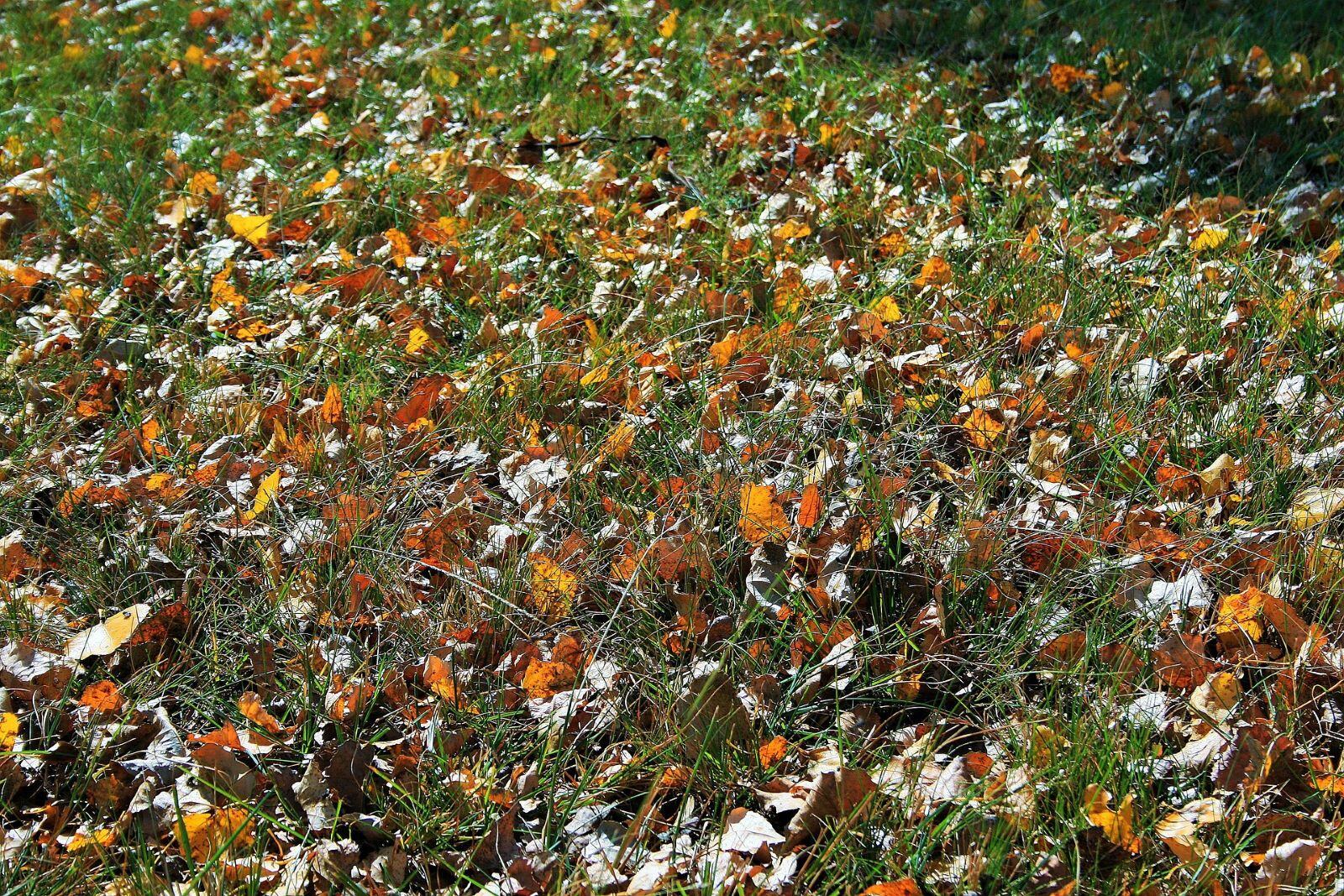 leaves on lawn that need to be raked