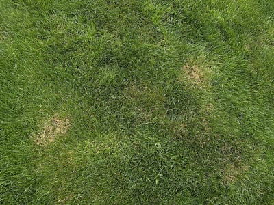 Different shades of grass in green lawn