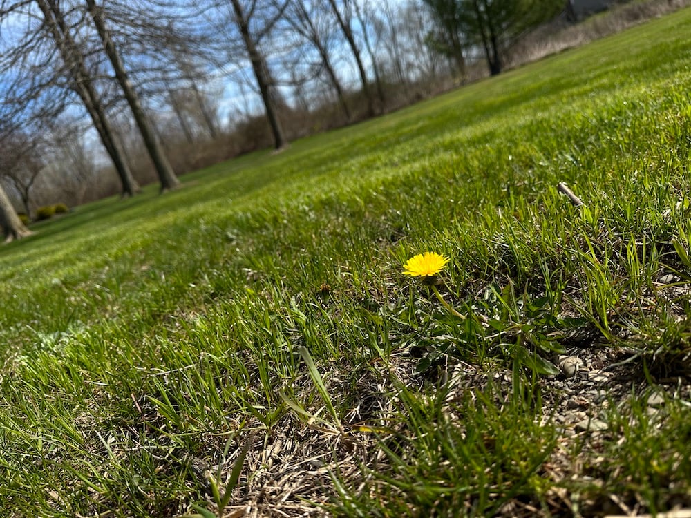 single dandelion in green lawn