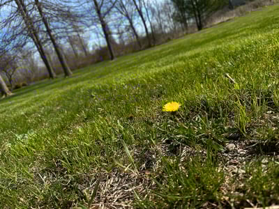 solo dandelion in the grass