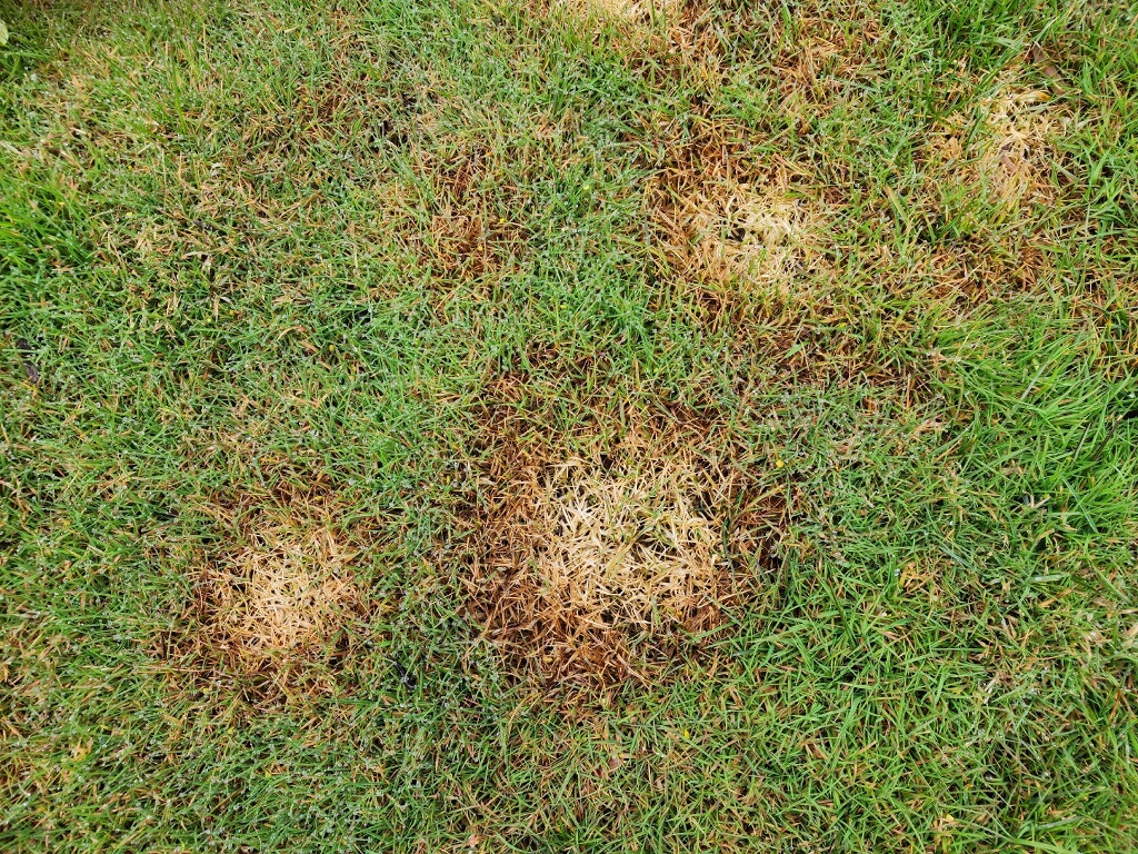 snow mold on lawn