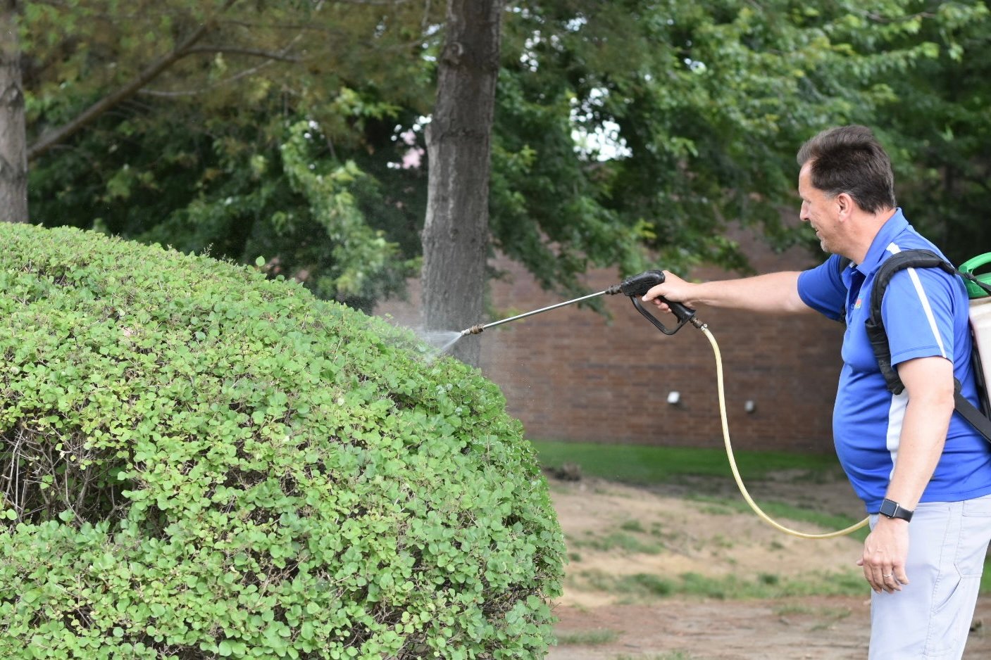 team member spraying shrub