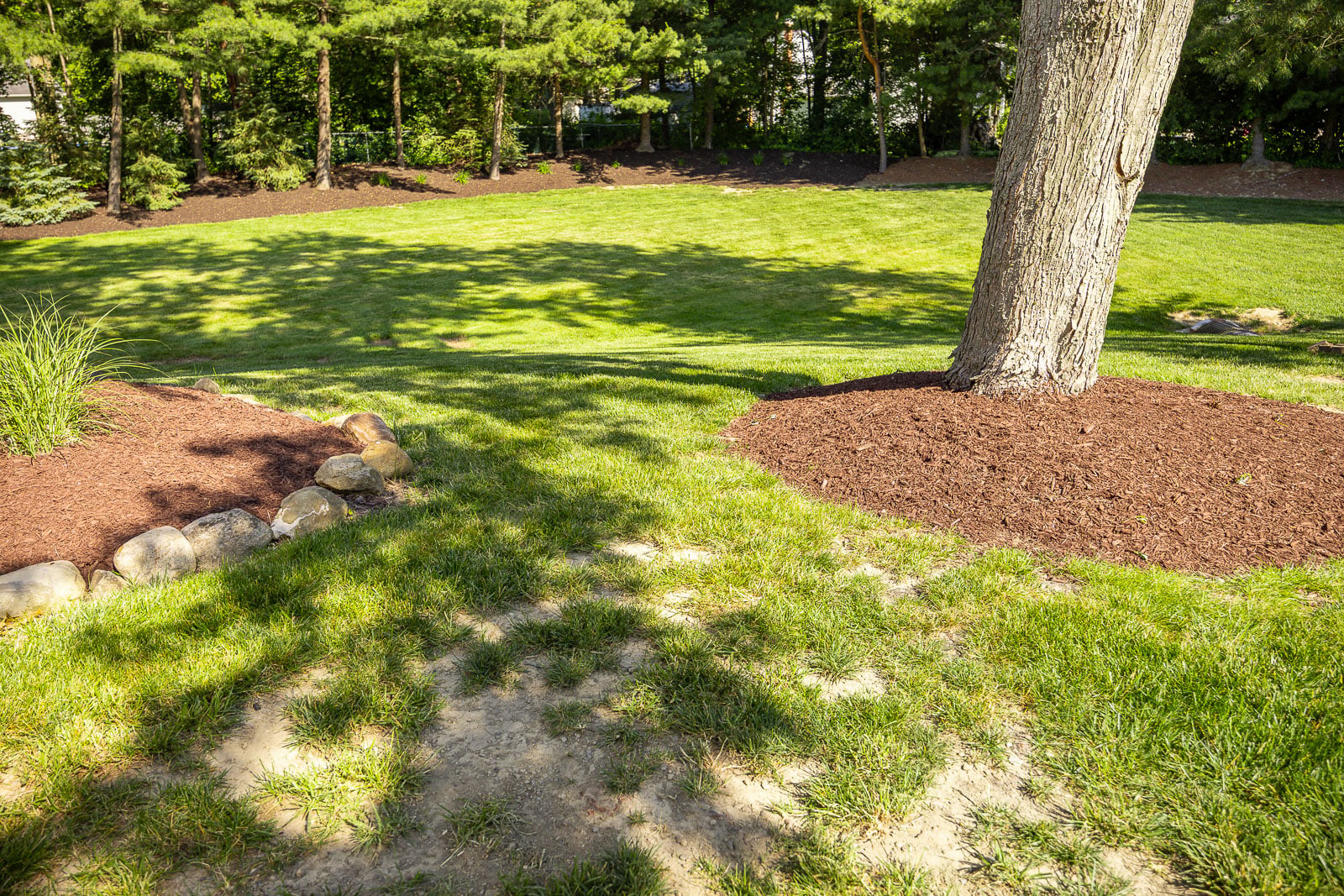 deadspots throughout lawn 1