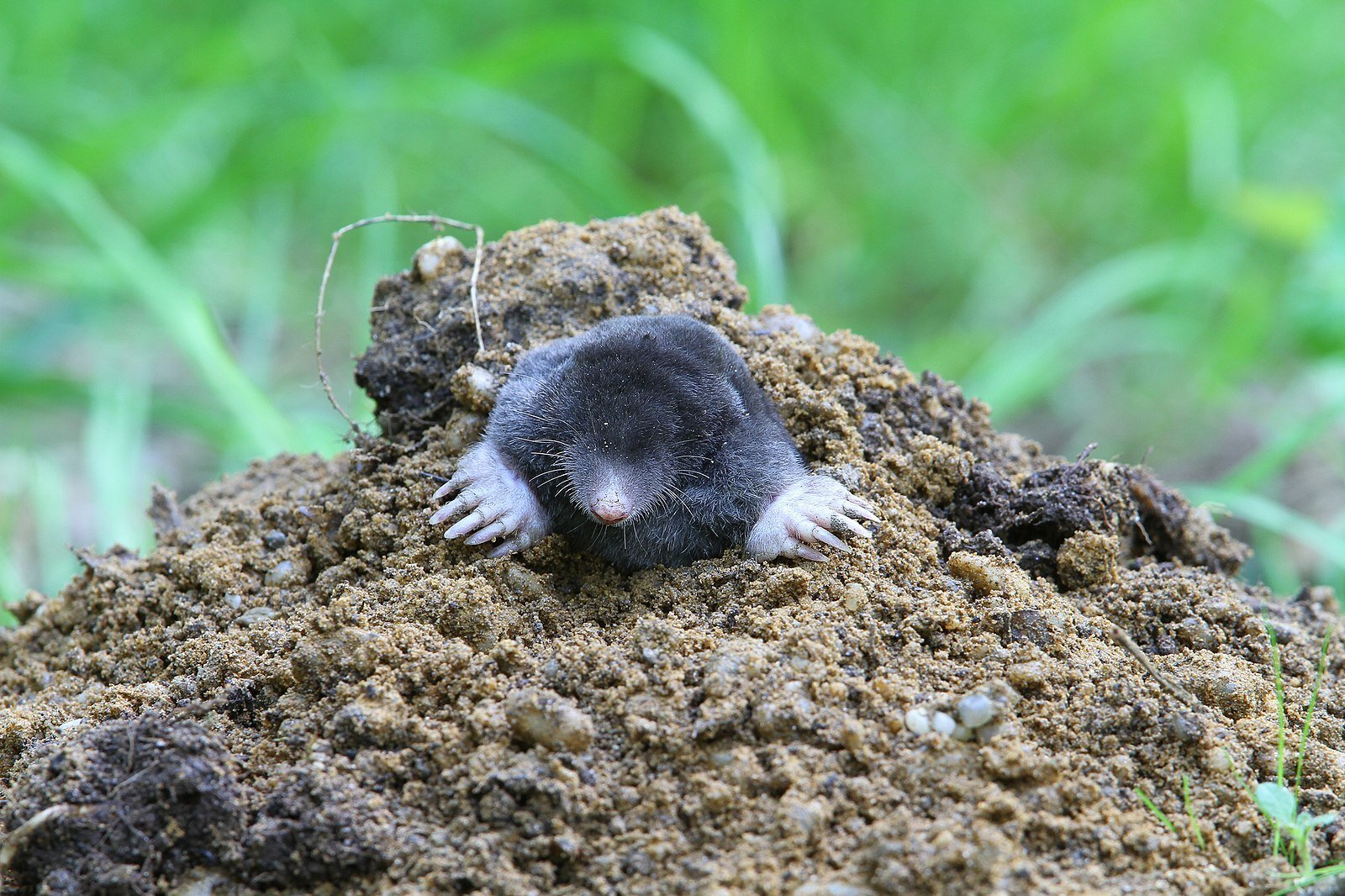 mole in hole 
