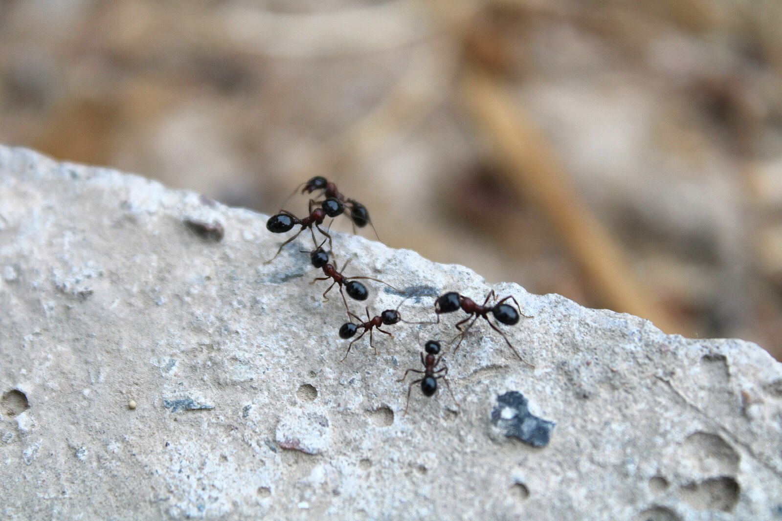 CC -Ants 
