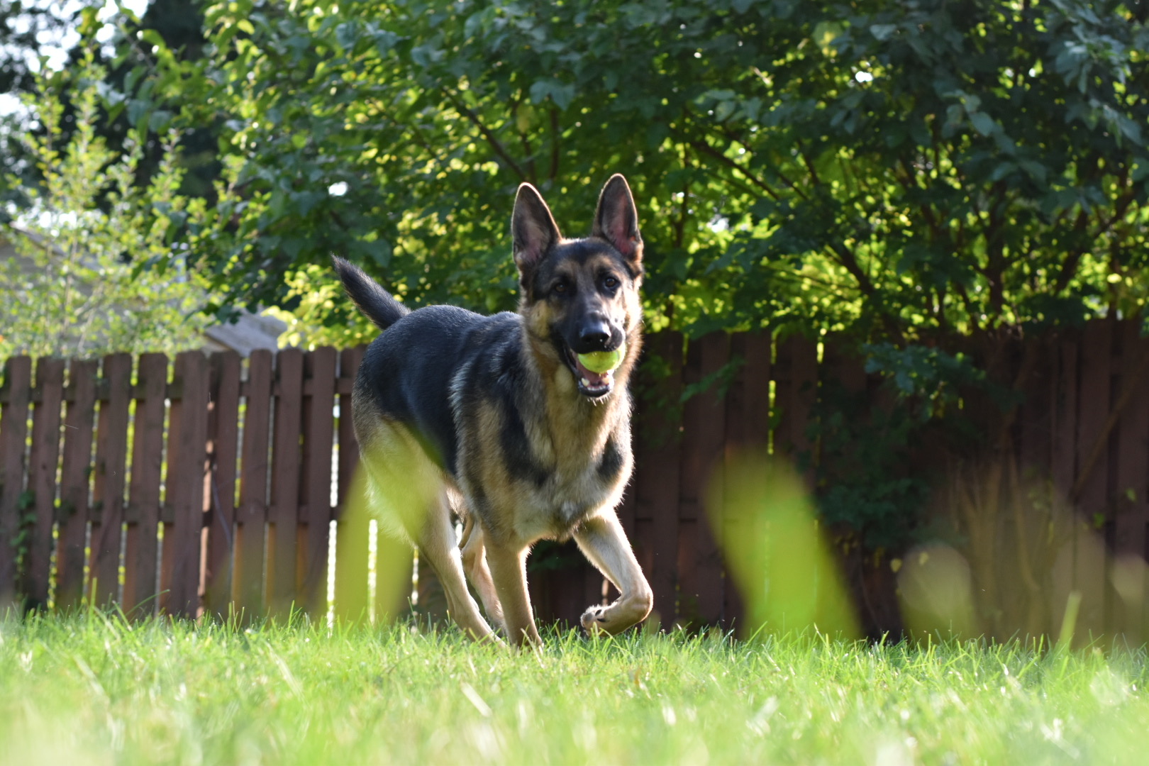 Dog on green grass with ball mouth running