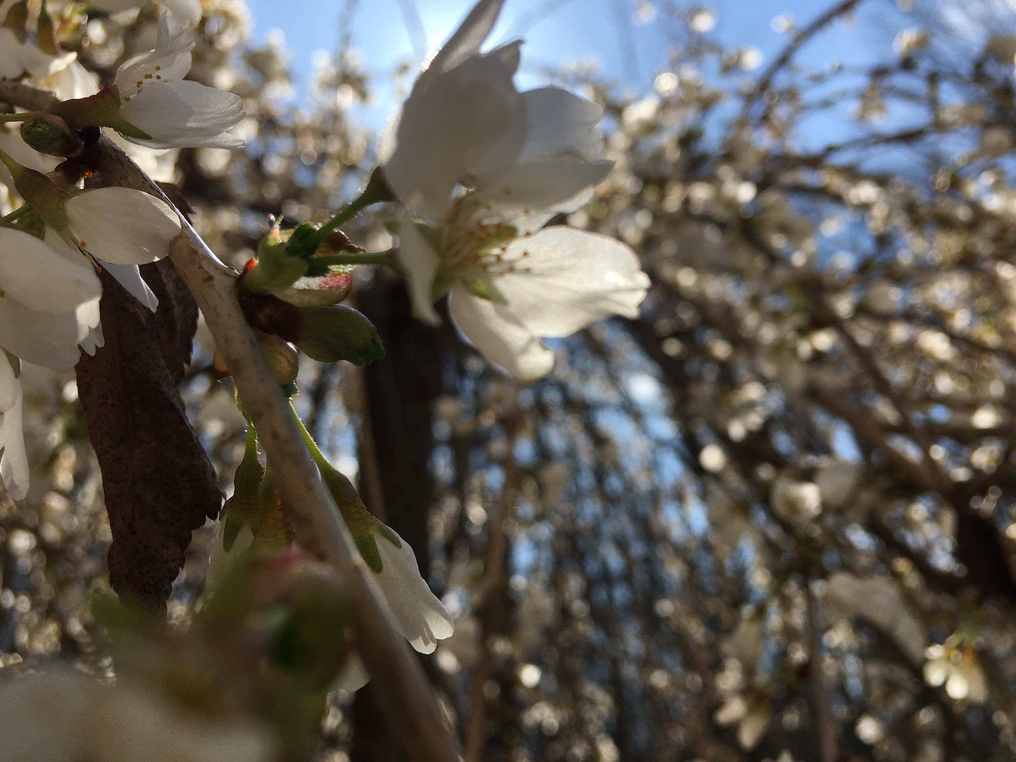 Flowers blooming with trees in background 