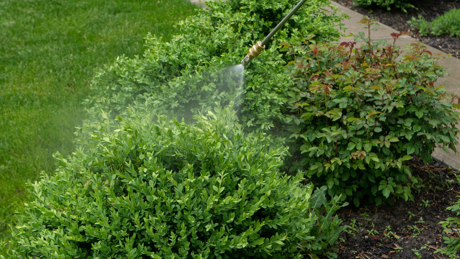 close up of tree shrubs getting sprayed 