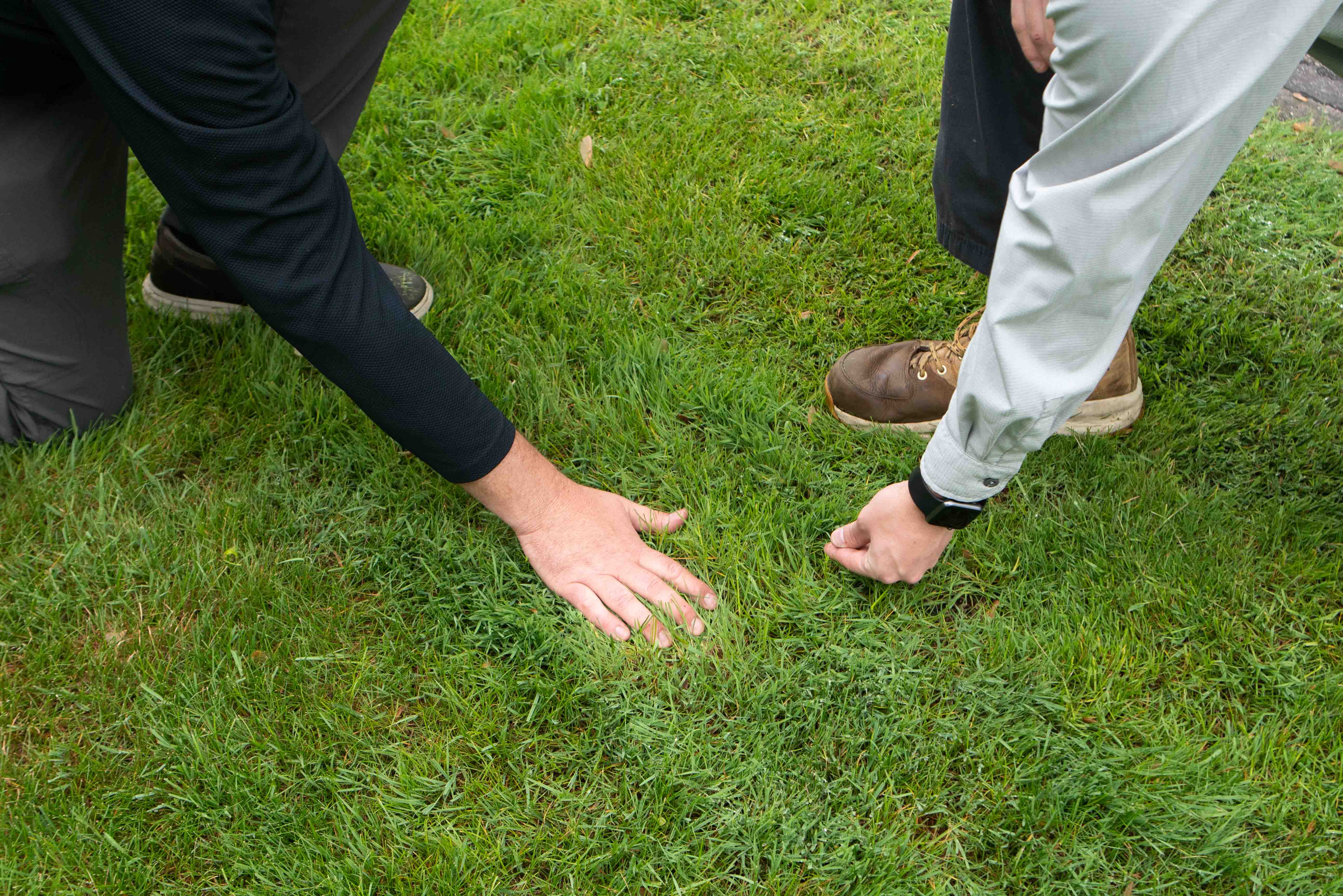technicians examining lawn up close for disease 