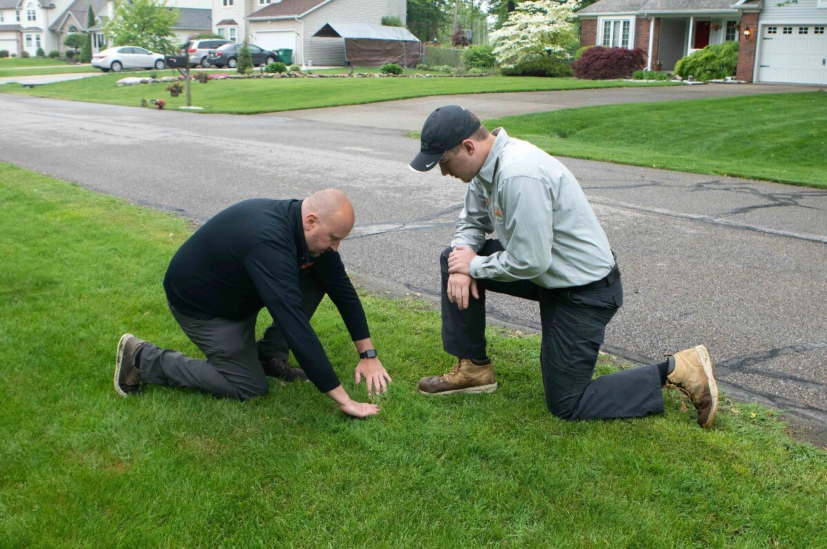 inspecting lawn for grub infestation 