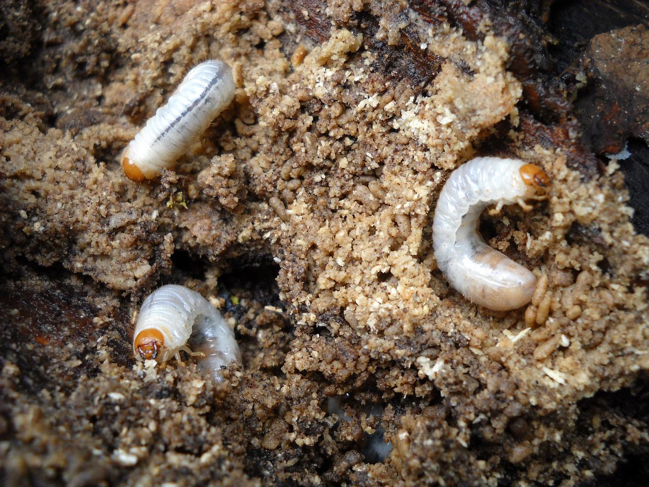 close-up-grubs