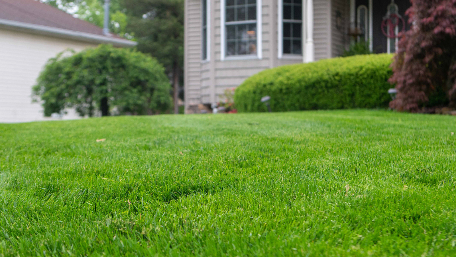 green lawn front of house 