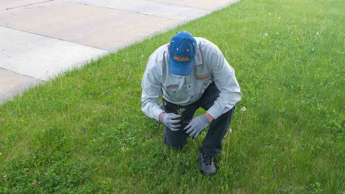 lawn care technician examining lawn weeds