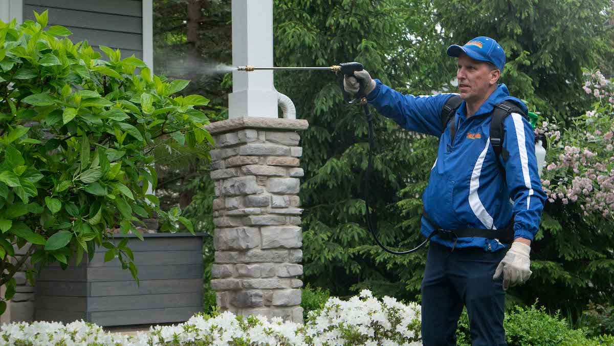 tree and shrub care technician spraying 