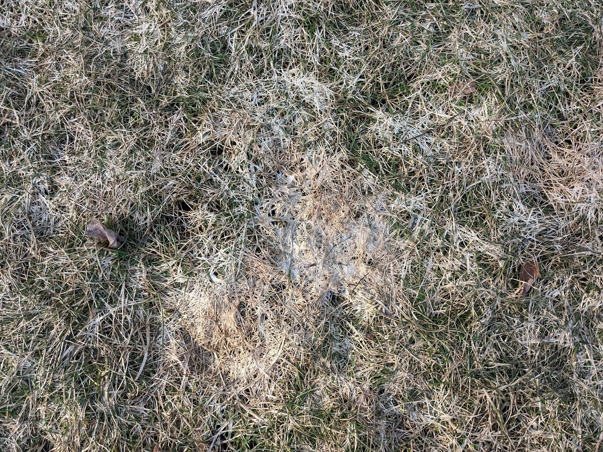 snow mold on lawn 