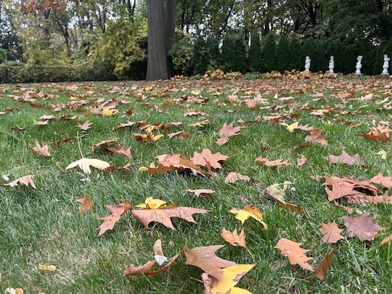 fallen leaves on grass 