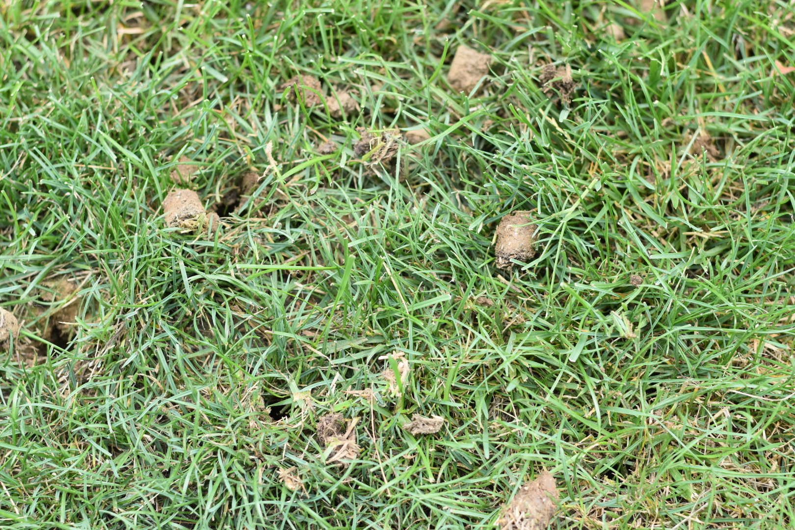 close up of aeration on lawn 