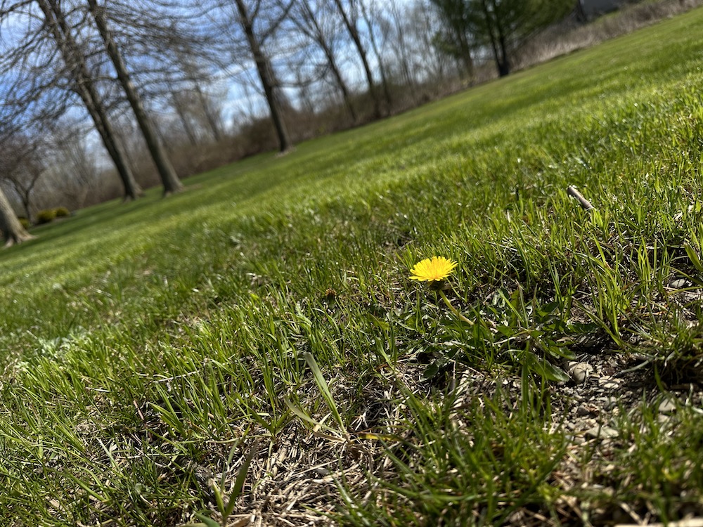 single dandelion in green lawn